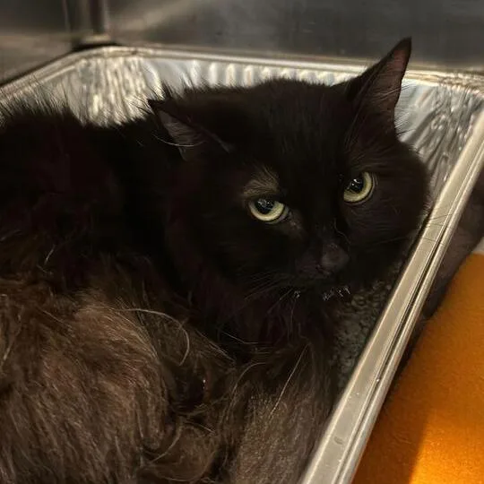 An adult medium-sized female Black Domestic Long Hair cat named Sunbeam for adoption in Matteson, IL