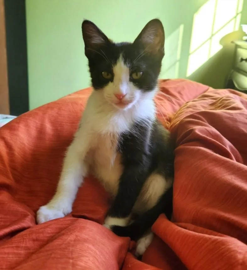 A baby small-sized male Domestic Short Hair cat named Henry for adoption in Burbank, CA