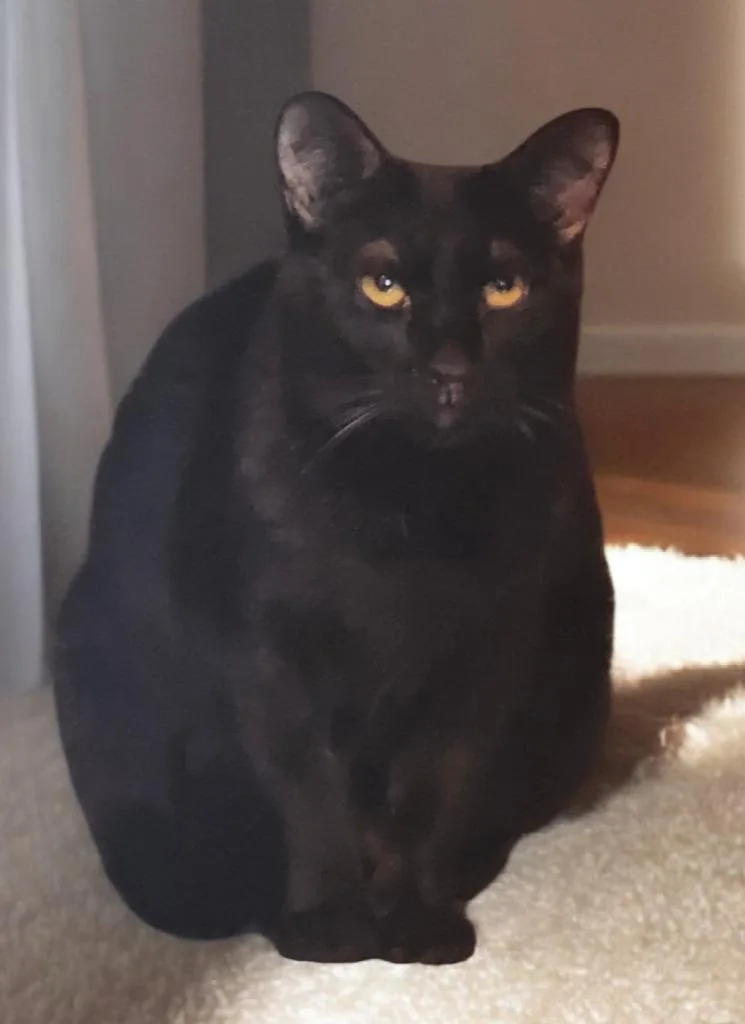 Black Jack thumbnail 2