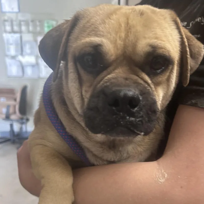 An adult small-sized male Brown / Chocolate Mixed Breed dog named Travis for adoption in Yuma, AZ