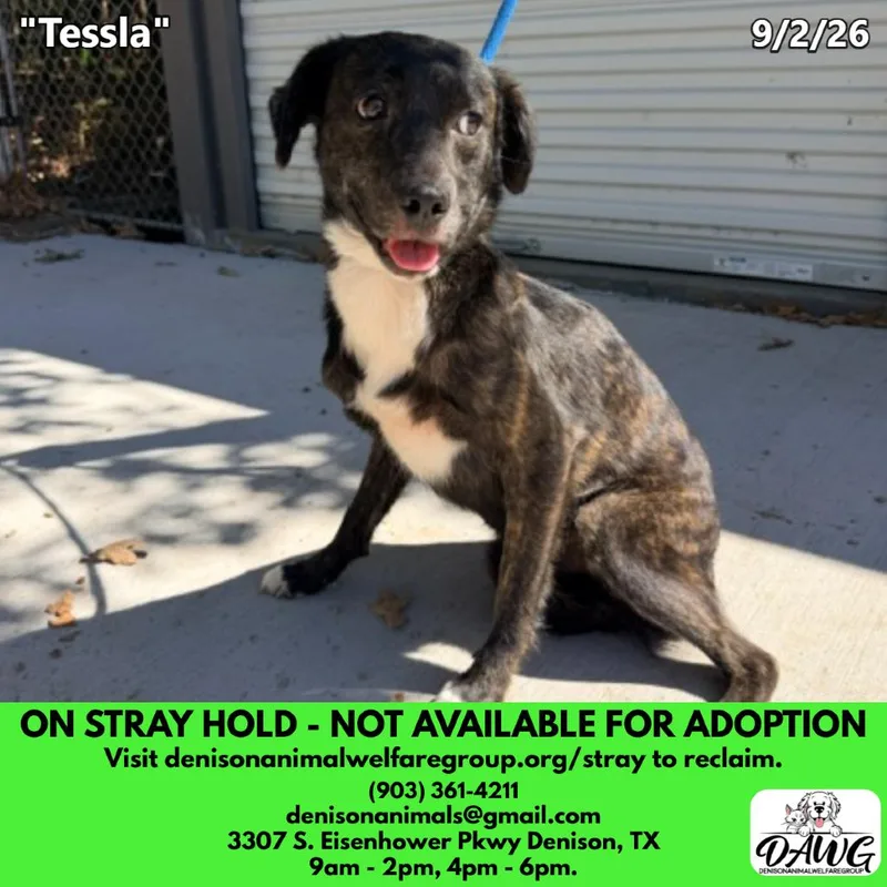An adult medium-sized female Brindle Shepherd dog named Tessla for adoption in Denison, TX