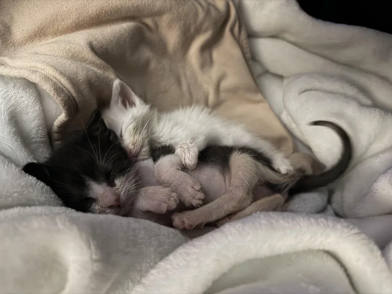 Rocket& Holly Comet