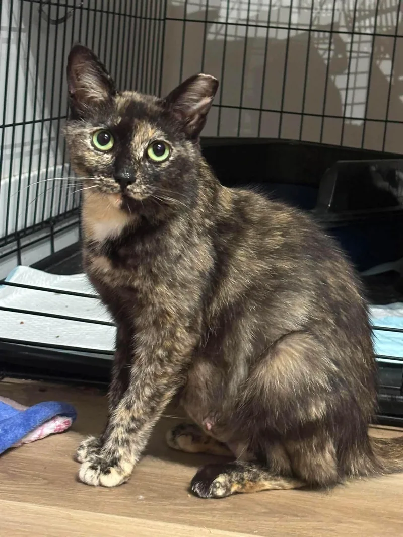 A young medium-sized female Tortoiseshell cat named Goldie for adoption in Grove City, OH