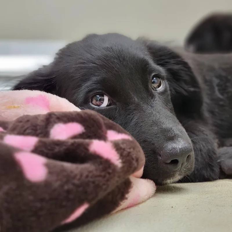 A baby medium-sized male Black Mixed Breed dog named Goose for adoption in Sarasota, FL