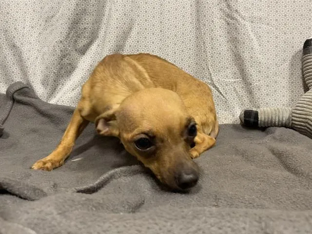 Chalupa