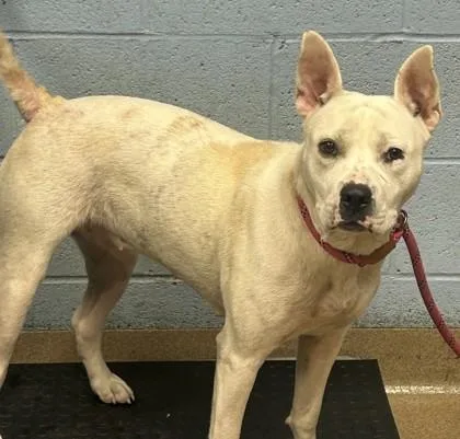 An adult large-sized female Mixed Breed dog named Dinah for adoption in Chamblee, GA