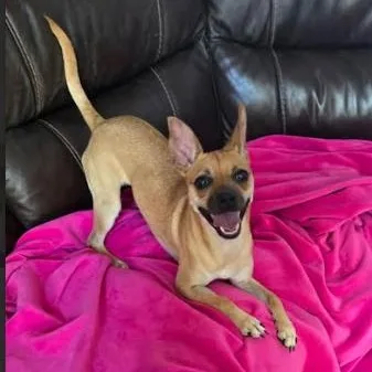 Snickers thumbnail 3