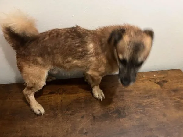 A senior small-sized male Mixed Breed dog named Benjamin for adoption in New York, NY