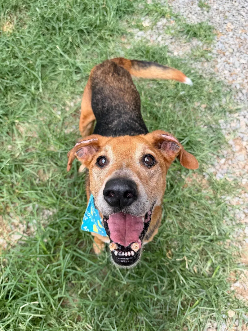 A young medium-sized male Hound dog named Whopper for adoption in Sanford, NC