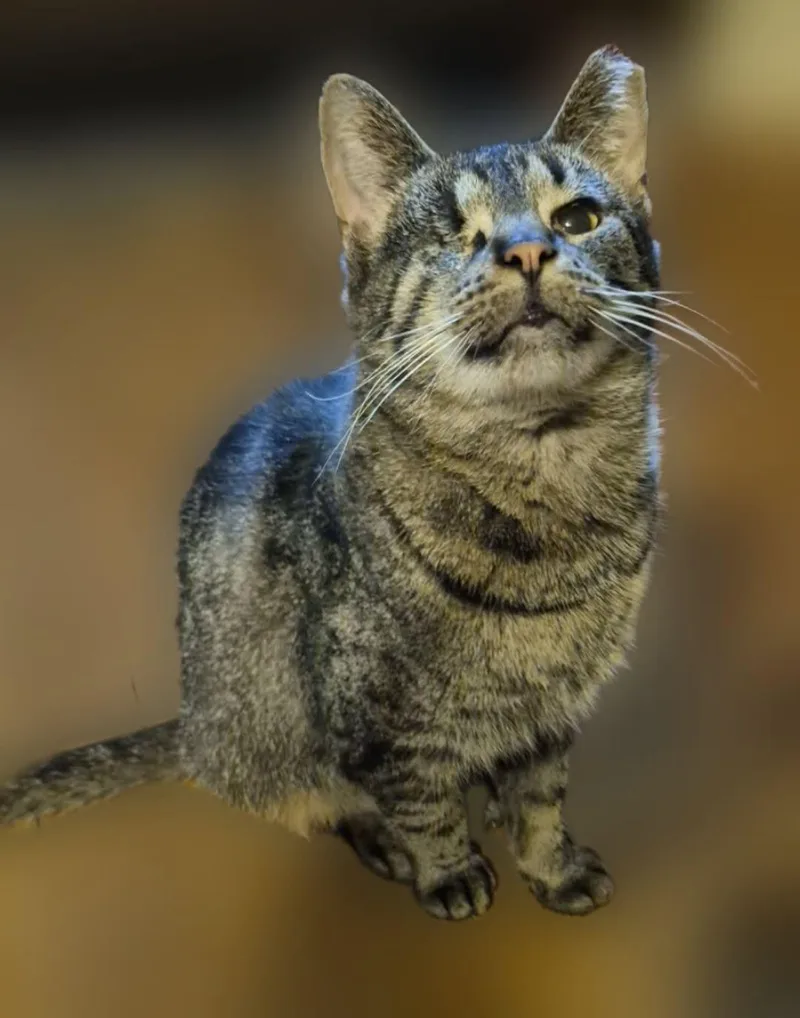 An adult medium-sized female Tabby (Brown / Chocolate) Domestic Short Hair cat named Minus for adoption in Holland, Michigan