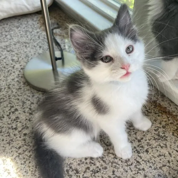 A baby small-sized male White Domestic Medium Hair cat named Nemo for adoption in Pasadena, CA