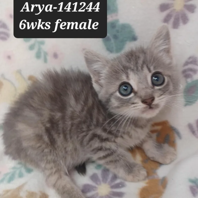 A baby small-sized female Domestic Short Hair cat named Arya for adoption in New Tazewell, TN