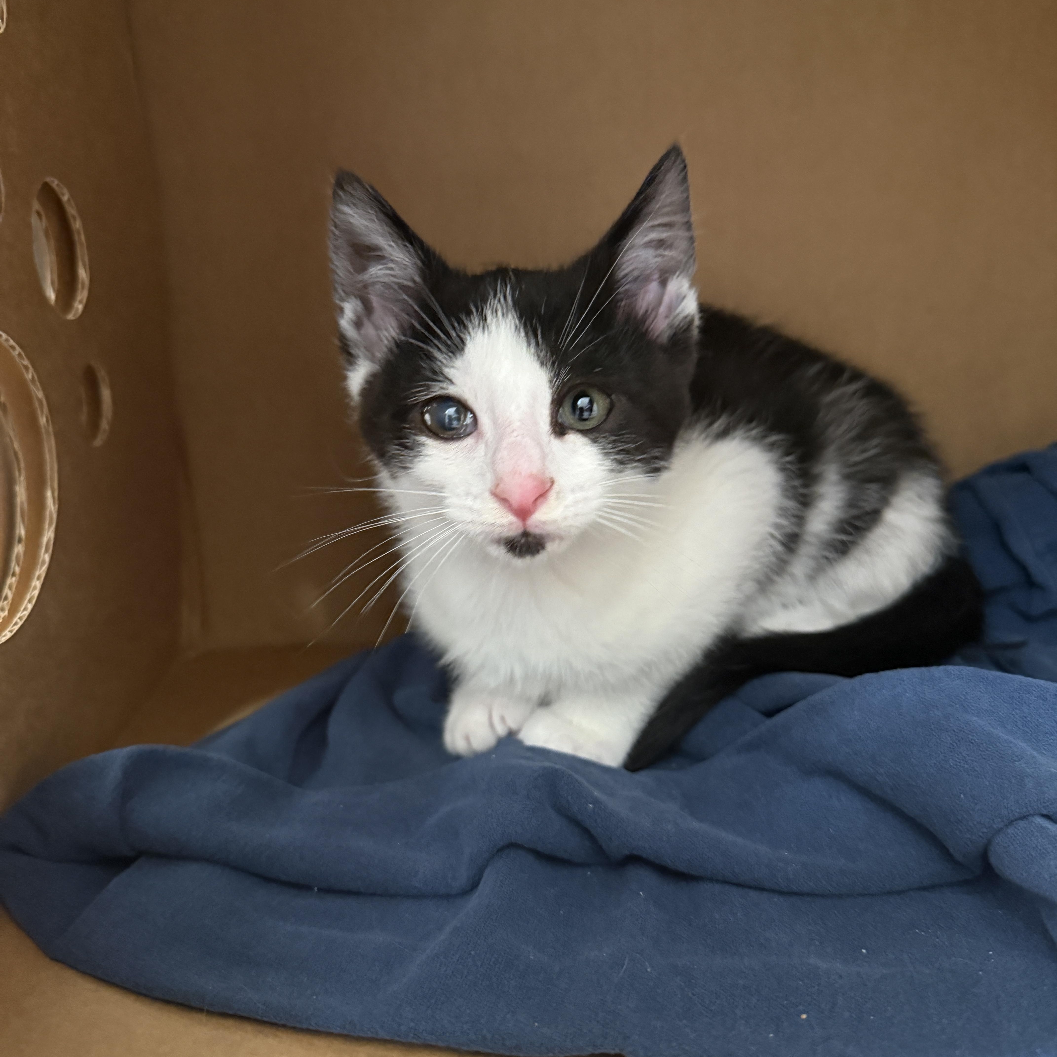 A baby medium-sized male Black & White / Tuxedo Domestic Short Hair cat named Mango for adoption in Evanston, IL