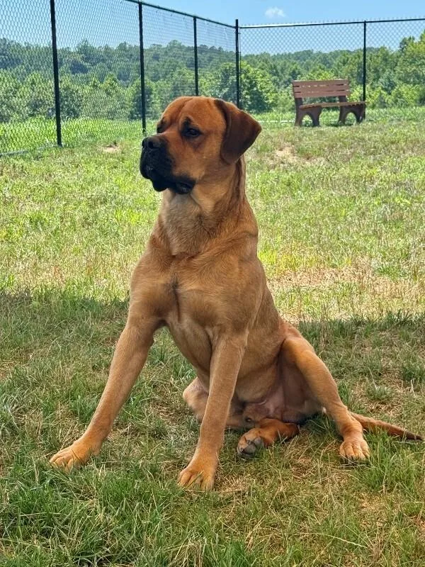 An adult extra large-sized male Mastiff dog named Giovanni for adoption in Providence Forge, VA