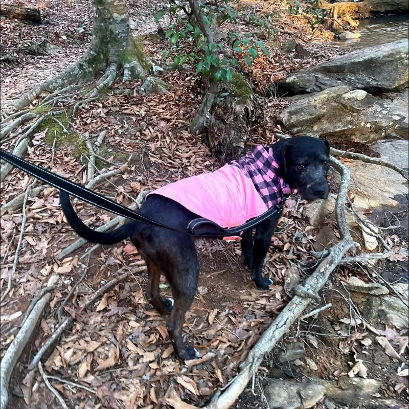 An adult medium-sized female Black German Wirehaired Pointer dog named Licorice for adoption in Covington, GA