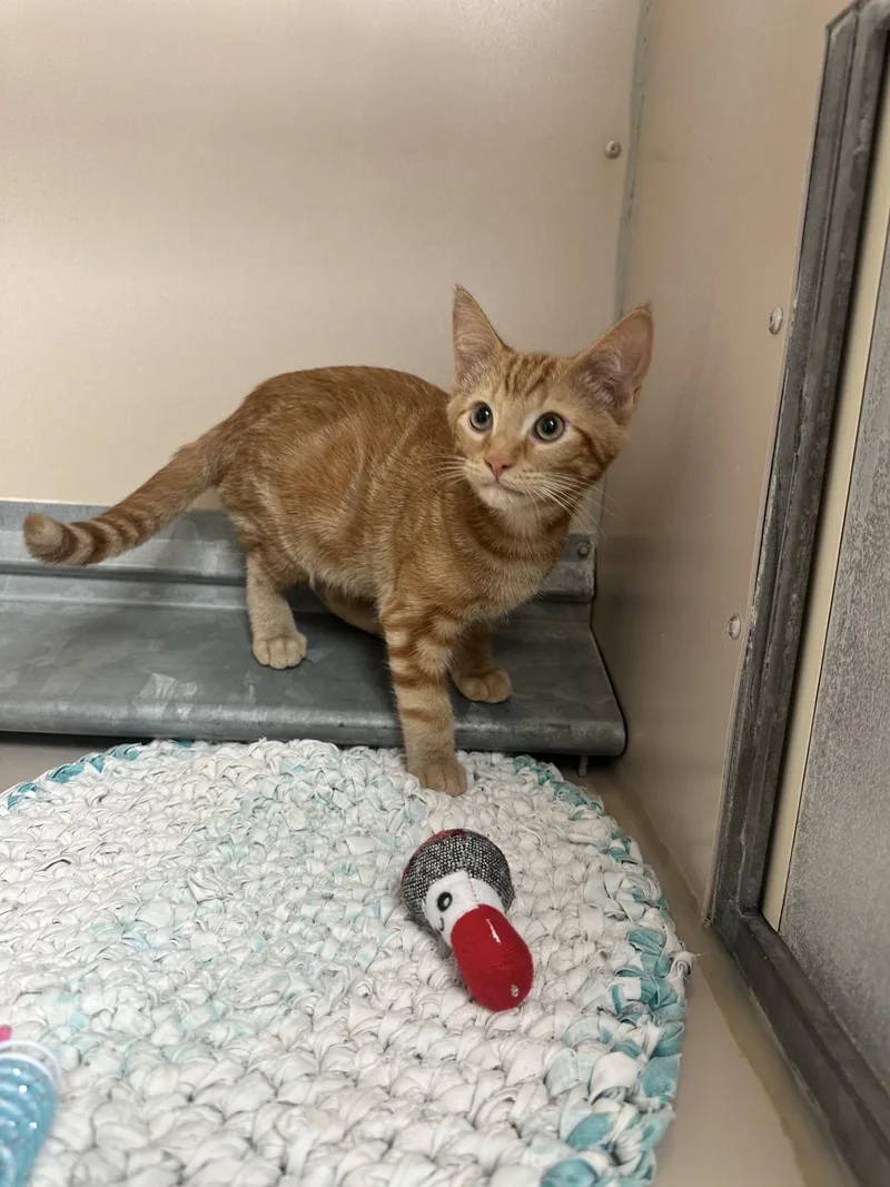 A young medium-sized male Domestic Short Hair cat named 61954523 for adoption in Elko, NV