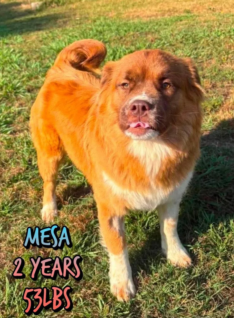 An adult medium-sized male Mixed Breed dog named Mesa for adoption in Holbrook, NY