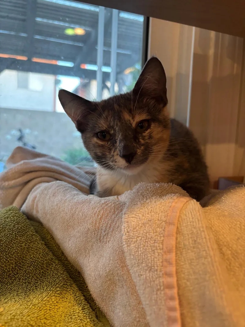A baby small-sized female Domestic Short Hair cat named Invisible Woman for adoption in Mission Viejo, CA