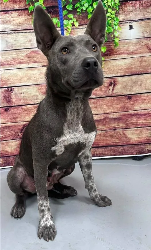 An adult medium-sized female Cattle Dog dog named AC "Angel" for adoption in Conyers, GA