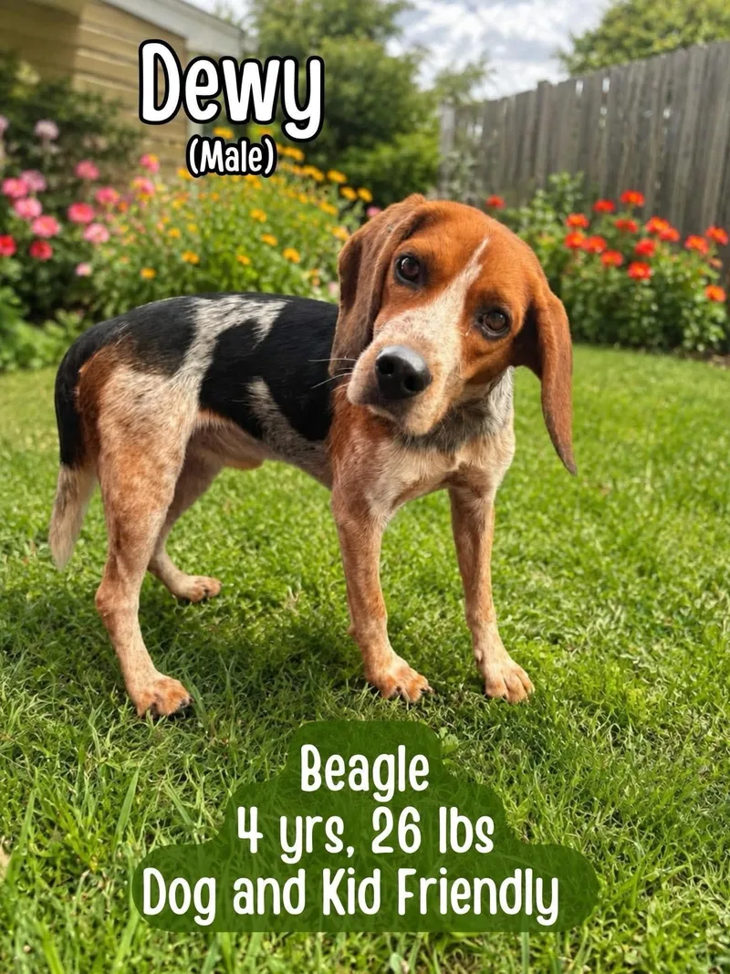 An adult medium-sized male Beagle dog named Dewy for adoption in Westwood, NJ