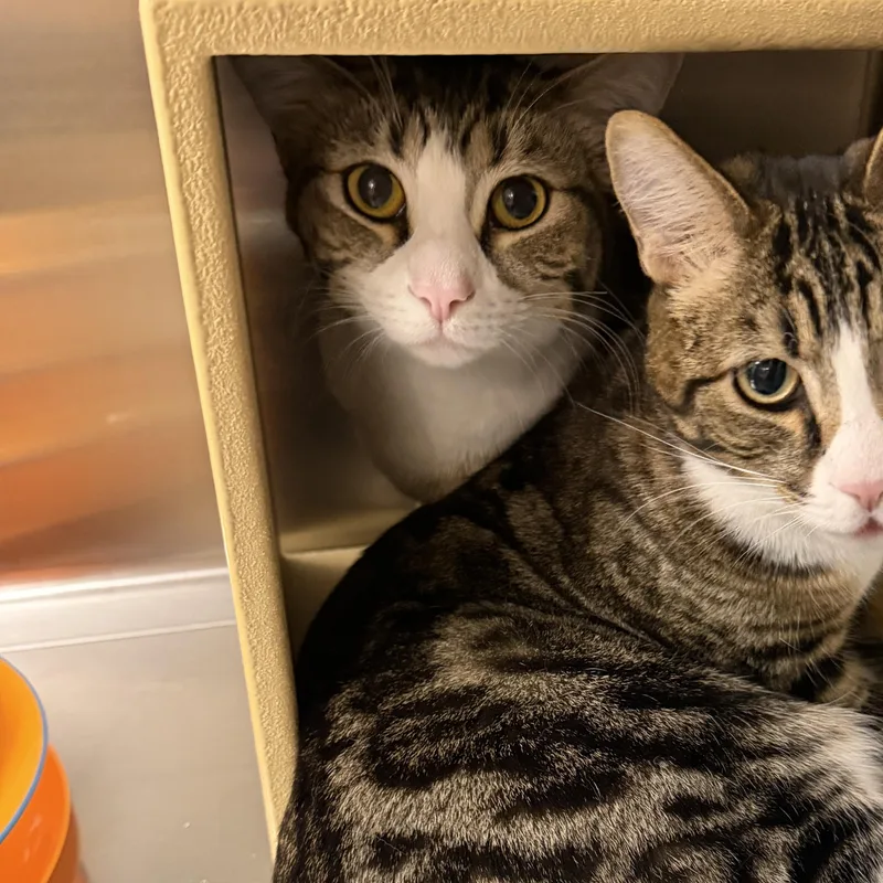 A baby small-sized female Domestic Short Hair cat named Abigail for adoption in Chandler, AZ