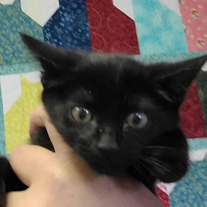 A baby small-sized male Black Domestic Short Hair cat named Milo for adoption in Hemet, CA