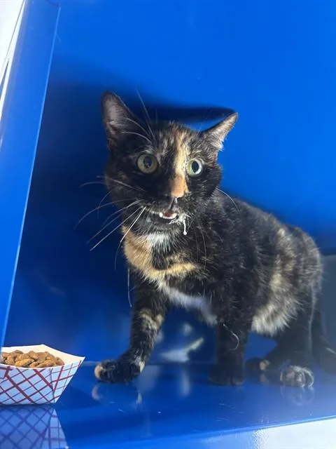 An adult small-sized female Domestic Short Hair cat named Zoey for adoption in Westminster, MD