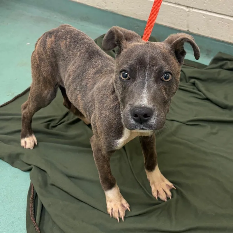 A young small-sized male Brown / Chocolate Mixed Breed dog named Rocket for adoption in Memphis, TN