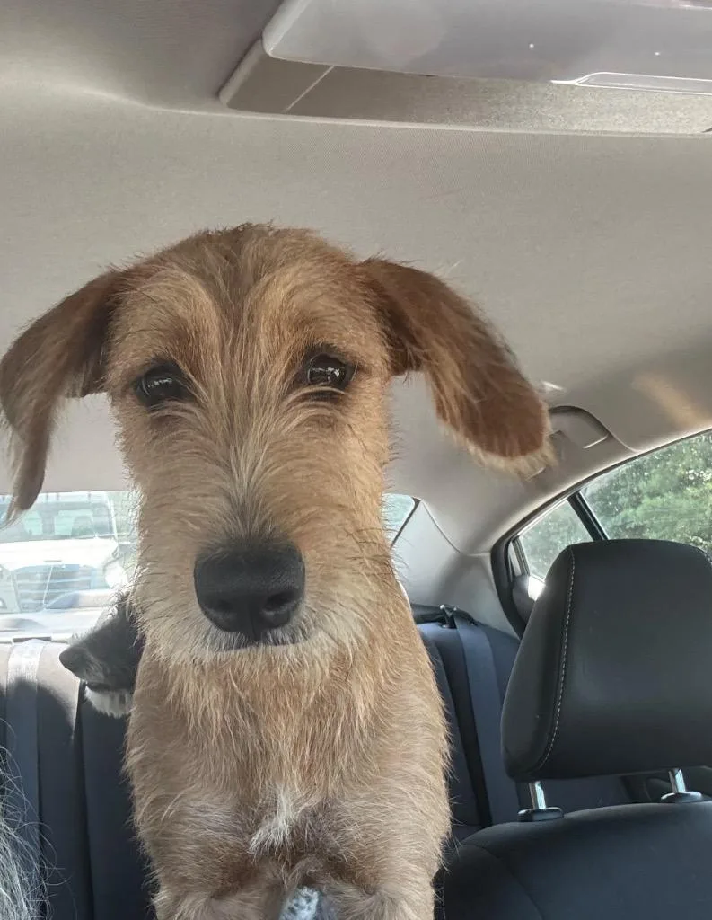 A young large-sized female Schnauzer dog named Oaklynn for adoption in Dalton, GA