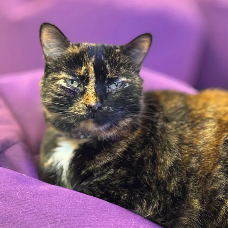 A senior large-sized female Tortoiseshell Domestic Short Hair cat named Pixie for adoption in Lancaster, SC