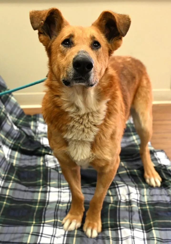 Porcupine thumbnail 2