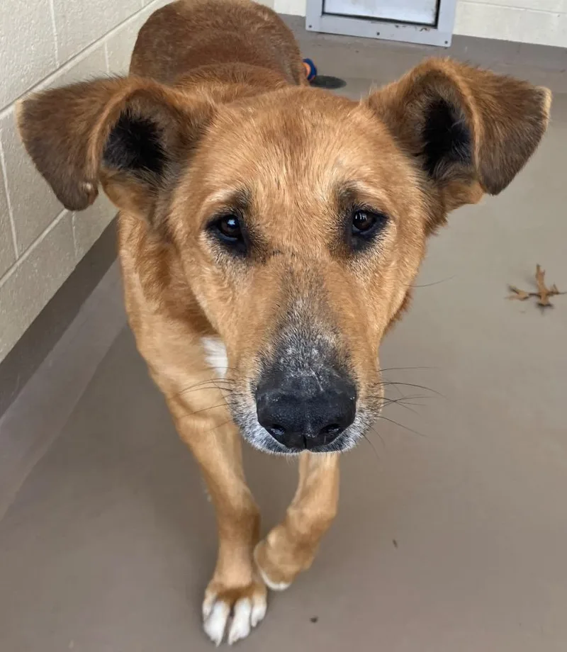 Porcupine thumbnail 3