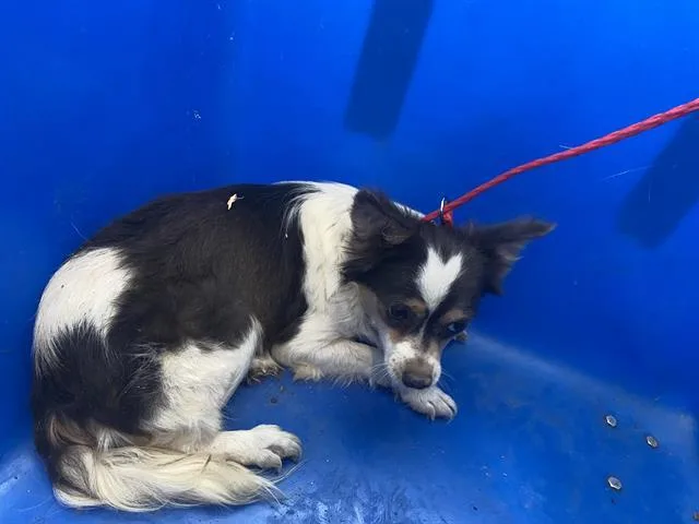 An adult medium-sized female Mixed Breed dog named Star for adoption in Dallas, TX