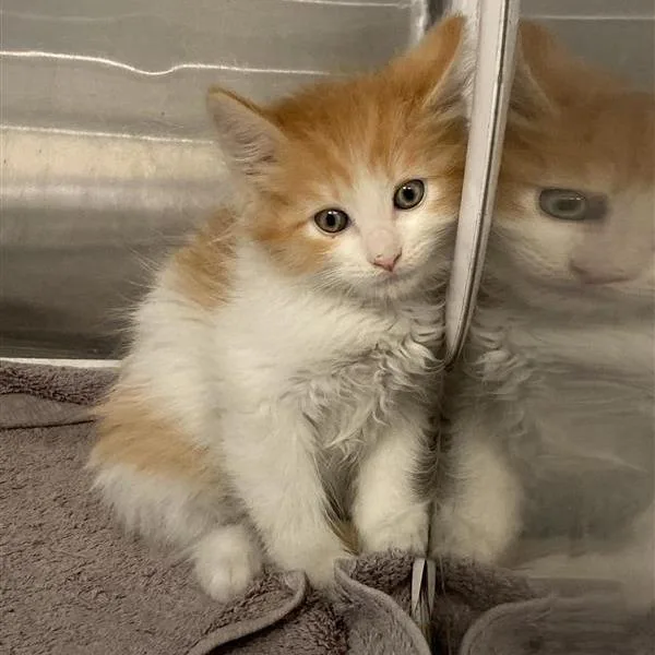 A baby small-sized male Orange / Red Domestic Short Hair cat named West for adoption in Hawthorne, CA