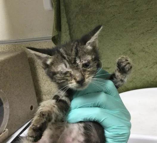 A baby small-sized female Domestic Short Hair cat named Bonnie for adoption in Riverside, CA