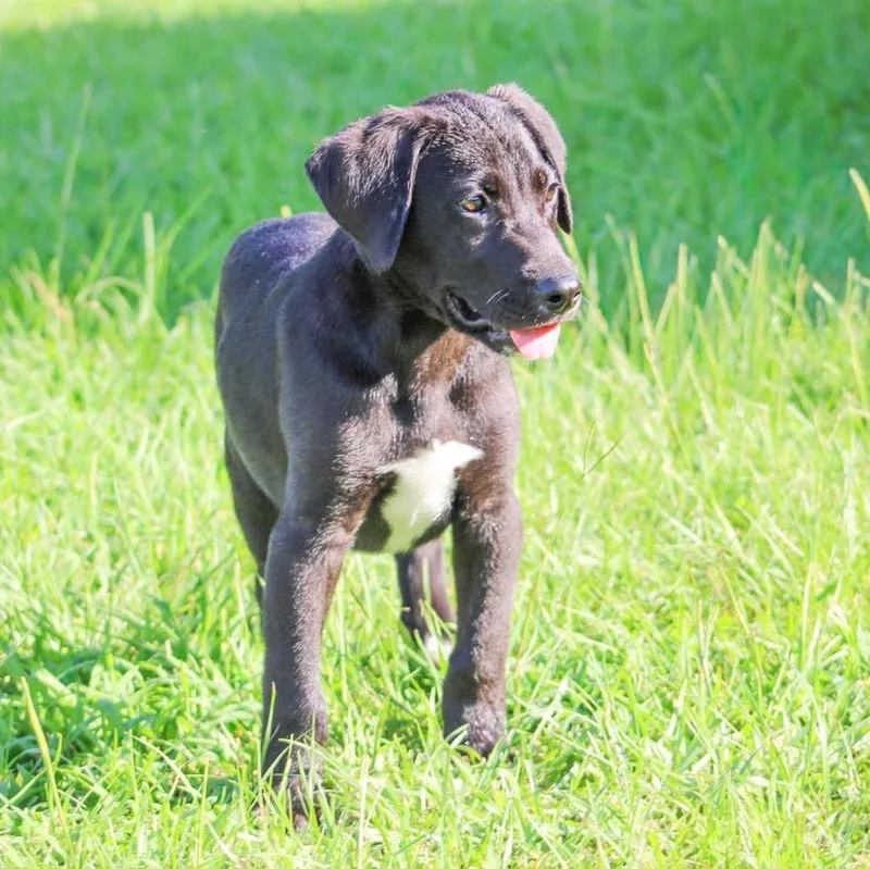 A baby large-sized male Tricolor (Brown, Black, & White) Mixed Breed dog named Noah for adoption in Groveland, MA