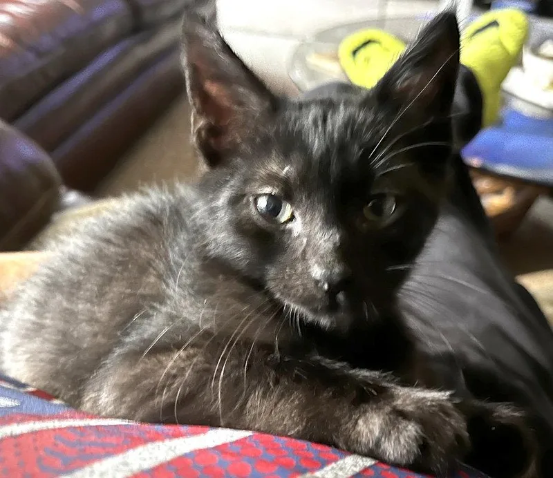 A baby medium-sized male Black Domestic Short Hair cat named Jason for adoption in Ventura, CA
