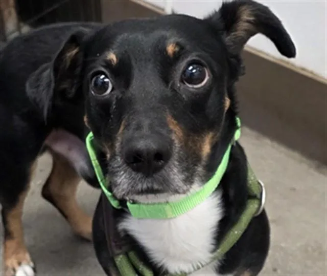 A young small-sized male Dachshund dog named Dante for adoption in Tucson, AZ