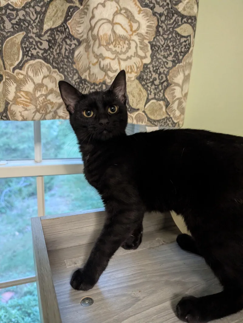 A young medium-sized female Domestic Short Hair cat named Bailey for adoption in Mentor, OH