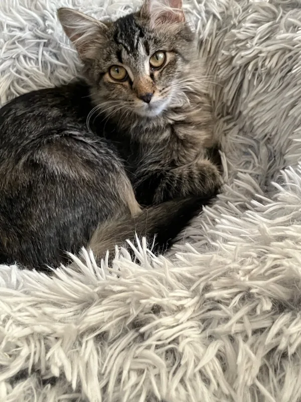 Sterling thumbnail 2