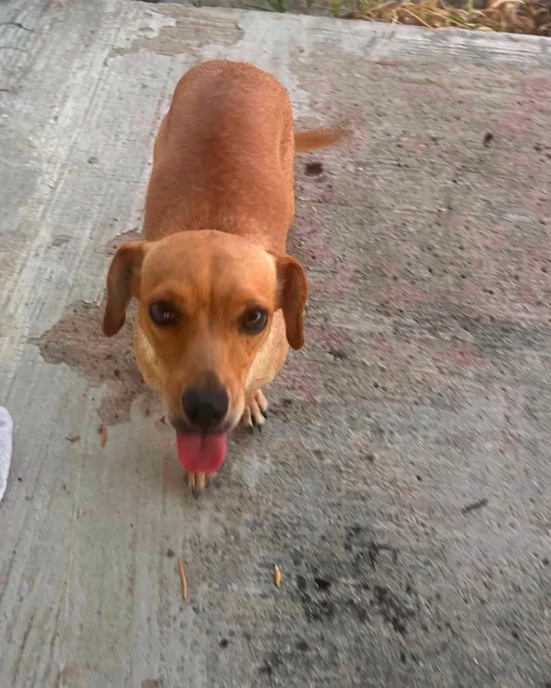 A young small-sized female Dachshund dog named Gretel for adoption in Gainesville, VA