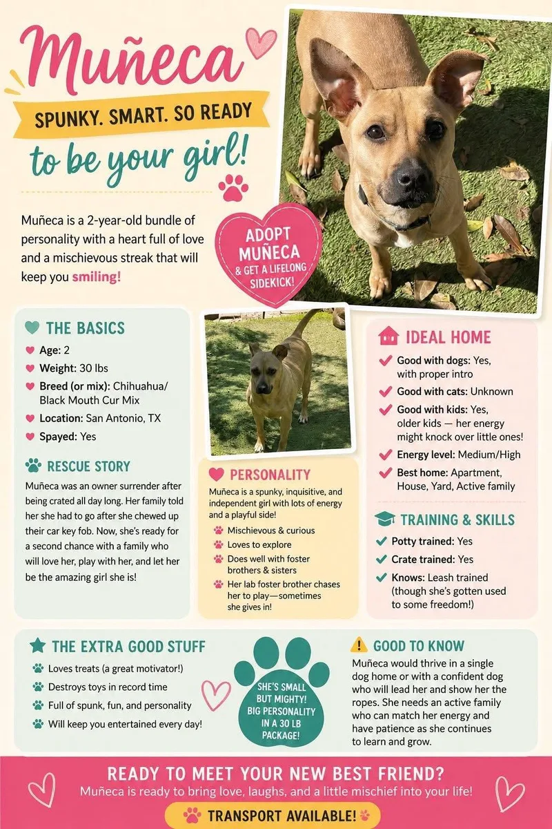 A young medium-sized female Bicolor Black Mouth Cur dog named Muneca for adoption in San Antonio, TX