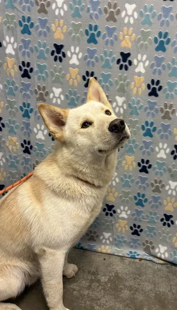 A young medium-sized male Siberian Husky dog named Rosco for adoption in Rosenberg, TX