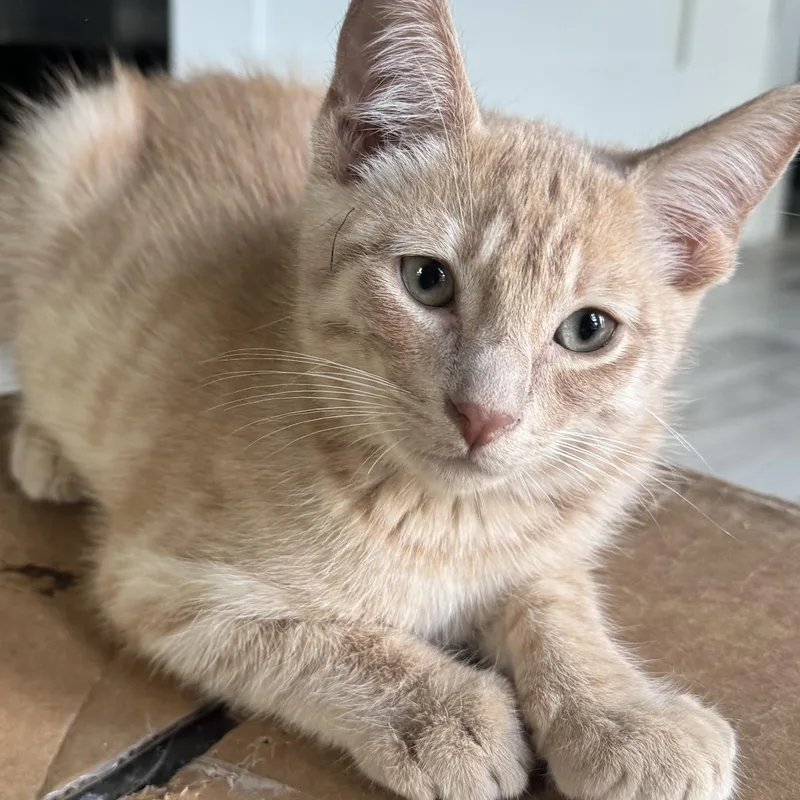 A baby small-sized male Orange & White American Shorthair cat named Petal for adoption in Houston, TX