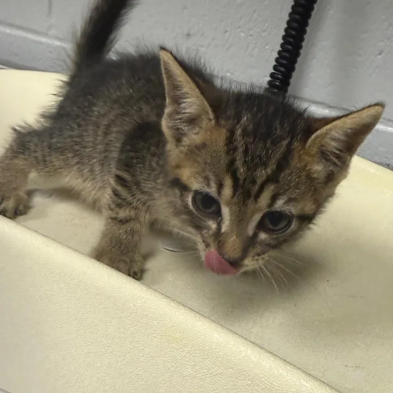 A baby small-sized female Gray / Blue / Silver Domestic Short Hair cat named Nutmeg for adoption in Greenville, SC