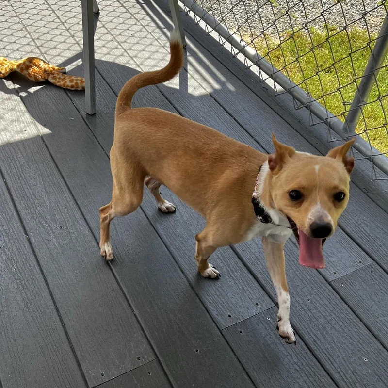 An adult small-sized male Yellow / Tan / Blond / Fawn Chihuahua dog named King for adoption in Lakeland, FL