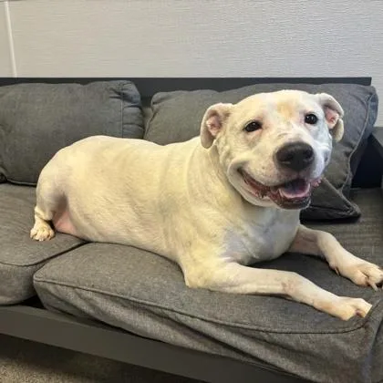 An adult large-sized female White / Cream Mixed Breed dog named Rosie for adoption in Lansing, MI