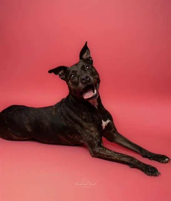 An adult large-sized female Pit Bull Terrier dog named Princess for adoption in Charlotte, NC