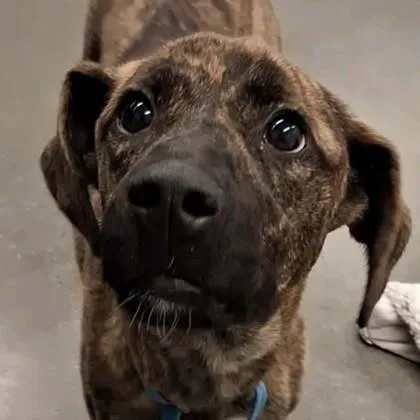 An adult medium-sized female Shepherd dog named Athena Grace for adoption in Voorhees, NJ
