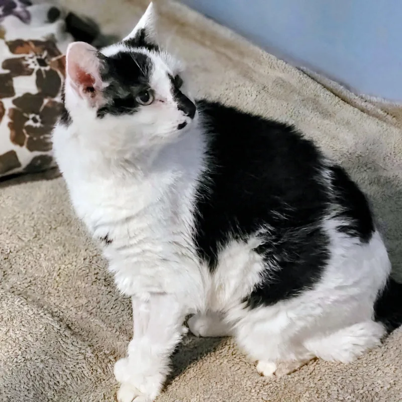 Ravadoll thumbnail 3